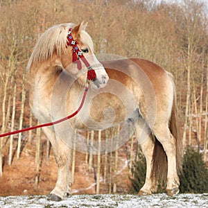 Amazing haflinger in winter