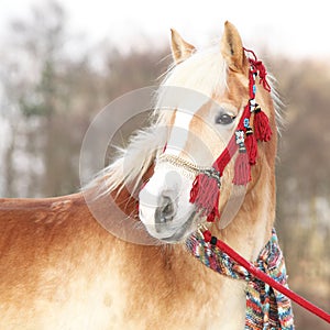 Amazing haflinger in winter