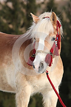 Amazing haflinger in winter