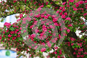 Amazing hawthorn blooms in the park. Tree branches with carmine-red flowers of Paul`s Scarlet Hawthorn or Crataegus Laevigata.