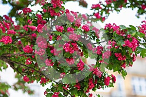 Amazing hawthorn blooms in the park. Tree branches with carmine-red flowers of Paul`s Scarlet Hawthorn or Crataegus Laevigata.