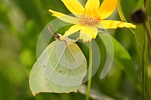 Amazing  Himalayan  brimstone  gonepteryx nepalensis butterfly .