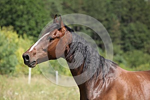 Amazing horse with nice mane on pasturage