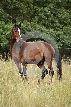 Amazing horse with nice mane on pasturage
