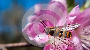 Amazing hover fly on pink flower