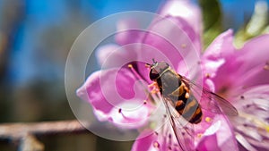 Amazing hover fly on pink flower