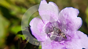 Amazing hover fly on pink flower