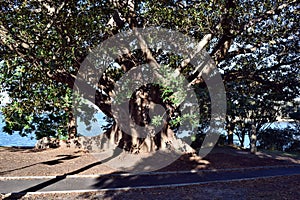 An amazing huge fig tree in The Royal Garden in city centre in Sydney