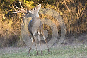 Amazing huge whitetail buck making scent marking on overhanging branch