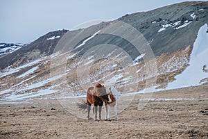 amazing icelandic horses on pasture with snow-covered hills behind,