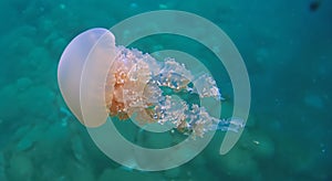 amazing illuminated Jellyfish moving through the water with good lighting
