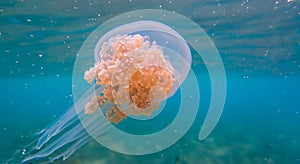 amazing illuminated Jellyfish moving through the water swimming in the depths with good lighting and high resolution