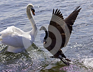 Amazing image of the epic fight between a Canada goose and a swan