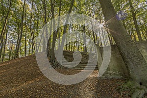 Amazing image of the staircase of a ancient amphitheater in the open air in the middle of the forest