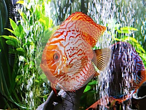 Amazing incredible discus fish photo looking directly at camera taking shot bubbles background wallpaper plants green growing