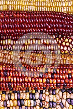 Amazing Indian Maize