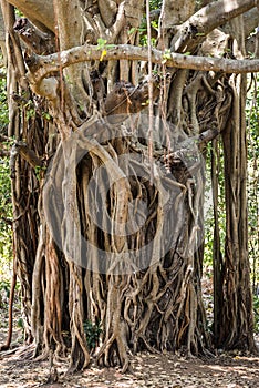 Amazing interweaving of Banyan tree roots growing from branches in Goa, India