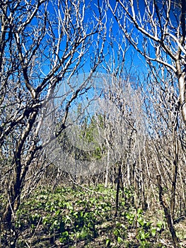 Amazing inviting view of waking up nature at spring time in Toronto park on sunny great warm day