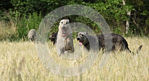 Irish wolfhounds running in nature photo