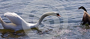 Amazing isolated photo of the swan attacking the Canada goose