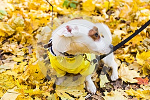 Úžasný teriér v listy v jeseni. domáce zviera a pes 