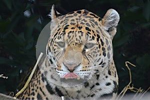 Amazing Jaguar Cat Licking His Lips with a Pink Tongue