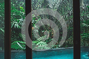 Amazing jungle view from hotel room with private swimming pool. Luxury spa
