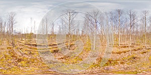 Amazing landscape with blue sky at spring trees without greens and grass 3D spherical panorama with 360 degree viewing angle Ready