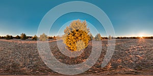 Amazing landscape with blue sky sunset at spring trees without greens and grass 3D spherical panorama with 360 degree viewing