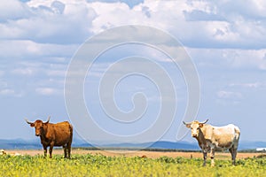 Amazing landscape of green grass with cows