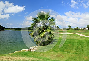 Amazing landscape with green palm tree near a lake on blue sky background.. Aruba