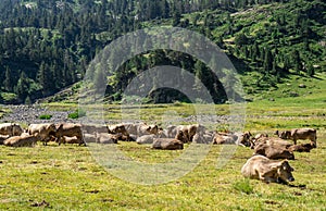 Amazing landscape of herd of cows sleeping and resting in a meadow in the Aragonese Pyrenees with a river in the background