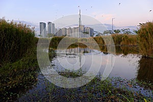 Amazing landscape of Ho Chi Minh city,  many kites flying on sunset sky, high rise building reflect on water, reeds flowers at