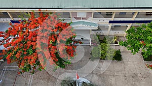 Amazing landscape of Mekong Delta village, school campus with red phoenix flowers tree bloom vibrant, highschool among coconut photo