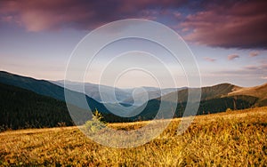 Amazing  landscape in the mountains at sunrise. View of  wild grass on mountain meadows. Natural landscape at the summer time. Con