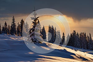 Amazing landscape  snow-covered conifer trees at sunrise. Winter in mountains.