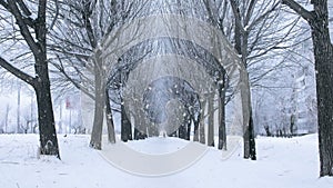 Amazing landscape with snow-covered trees and winter alley during snowfall