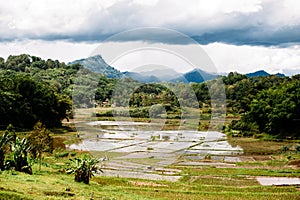 Amazing landscape of South Sualwesi, Rantepao, Tana Toraja, Indonesia. Rice fields with water, mountains, cloudy sky.