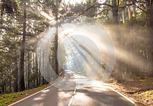 Sun rays on the road in forest