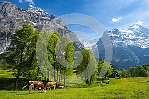 Amazing landscape of swiss Alps with meadow and cows in Grindelwald in Switzerland