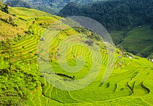 Amazing landscape with terraced rice field in the mountains of Mu Cang Chai, Yen Bai Province, northern Vietnam
