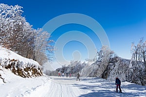 Amazing landscape in Vigla, Florina`s ski center, Greece