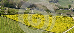 Amazing landscape of the vineyards of Langhe in Piemonte in Italy. The wine route. Rows of vineyards with yellow rapeseed fields