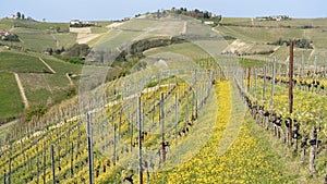 Amazing landscape of the vineyards of Langhe in Piemonte in Italy. The wine route. An Unesco World Heritage