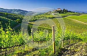 Amazing landscape of vineyards in Toscany,Italy