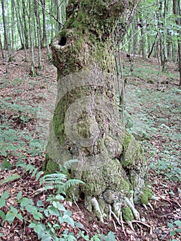 Amazing landscapes of beech forests on the slopes of the Transcarpathian mountains.