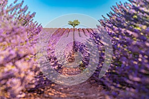 Amazing lavender field on a summer landscape, flowers and meadow and tree. Wonderful scenery, tranquil nature