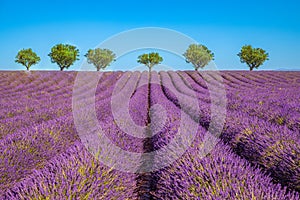 Amazing lavender field on a summer landscape, flowers and meadow and trees. Wonderful scenery, tranquil nature