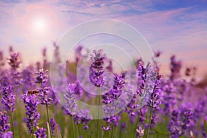 Amazing lavender field at sunset, closeup view