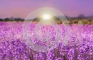 Amazing lavender field at sunset, closeup view